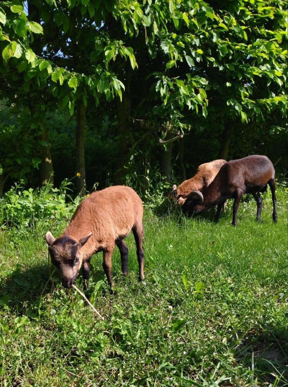 Penzion Kormoran Vranov nad Dyjí Zewnętrze zdjęcie